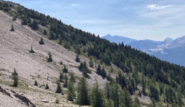 Canadian Rockies study shows spruce trees adapt to rugged peaks and boreal flatlands in a similar way | News