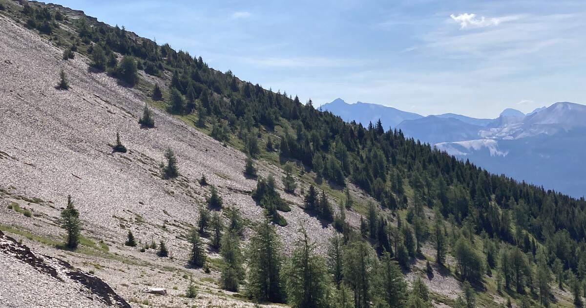Canadian Rockies study shows spruce trees adapt to rugged peaks and boreal flatlands in a similar way | News
