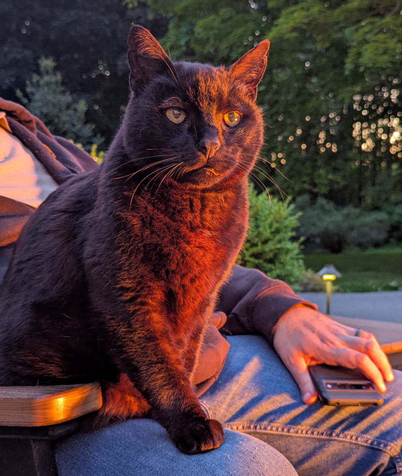 Squeaky, the black resident cat of Brampton 1860, sitting in a guest's lap in an Adirondack chair by the firepit at golden hour, his fur glowing amber in the warm sunset light, his golden eyes alert and looking directly into the camera, with the green spring gardens and soft bokeh lighting of the Brampton grounds visible in the background