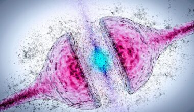 Synapse Degeneration Alzheimer