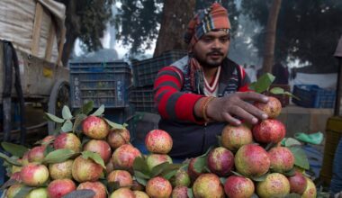 Guava juice could help reduce women’s risk of anemia: research