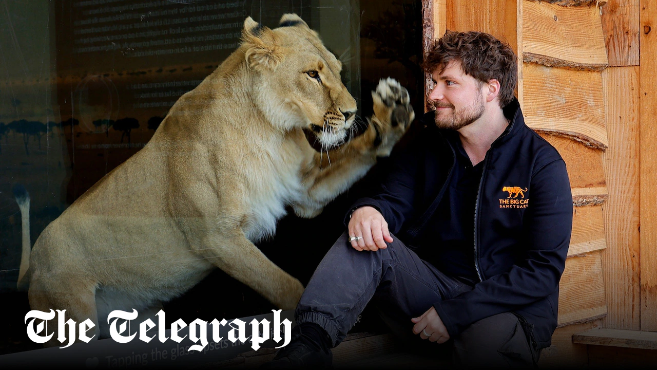 I risked my life to save lions in Ukraine. Animals are the forgotten victims of war