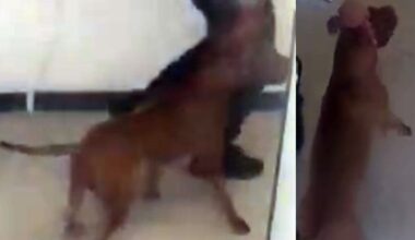 Safety alert issued after Toronto police say small dog killed, owner injured by larger dog