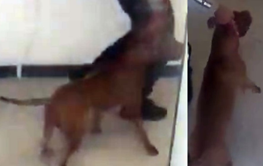 Safety alert issued after Toronto police say small dog killed, owner injured by larger dog