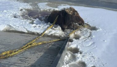 Tow truck driver in Canada goes viral for rescuing moose stuck in ice