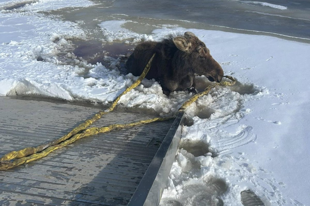 Tow truck driver in Canada goes viral for rescuing moose stuck in ice