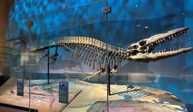 Scientists Discover 43-Foot Sea Reptile Twice the Size of a Great White Shark