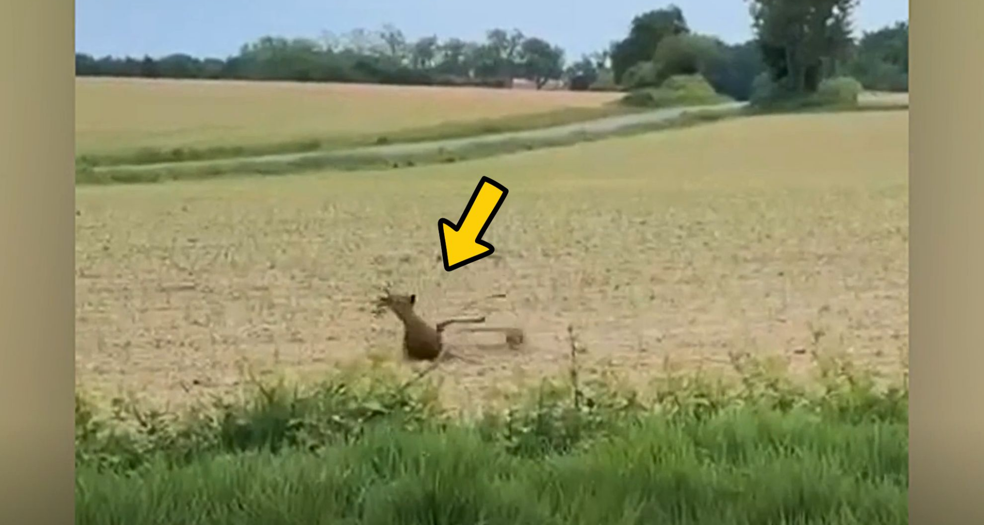 Stumbling deer appears 'drunk' too many 'forest aperitifs'