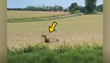 Stumbling deer appears 'drunk' too many 'forest aperitifs'