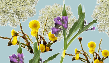 Three medicinal plants that harm Canadian ecosystems