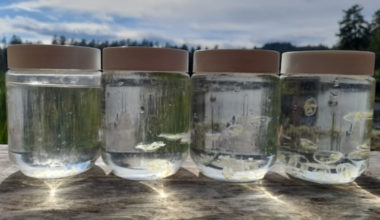 Jellyfish are “silently invading” Canada's freshwater lakes