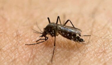 Mosquitoes may learn to outsmart DEET, new study suggests