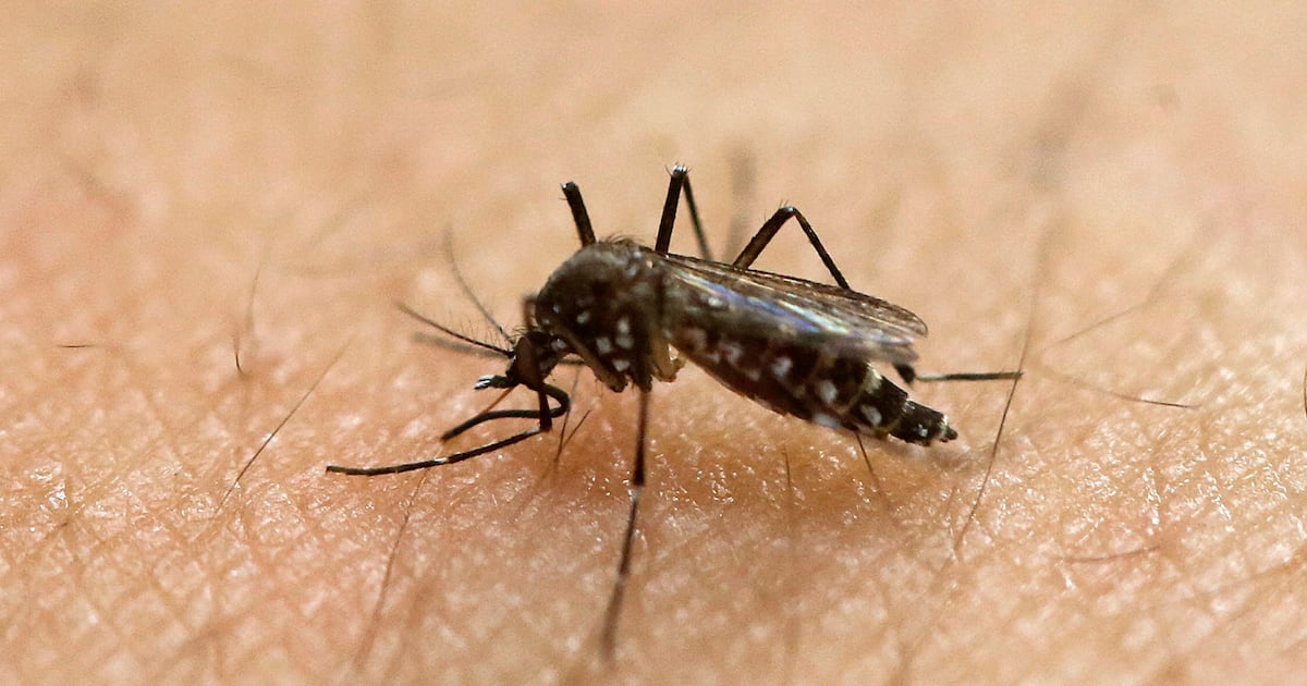 Mosquitoes may learn to outsmart DEET, new study suggests
