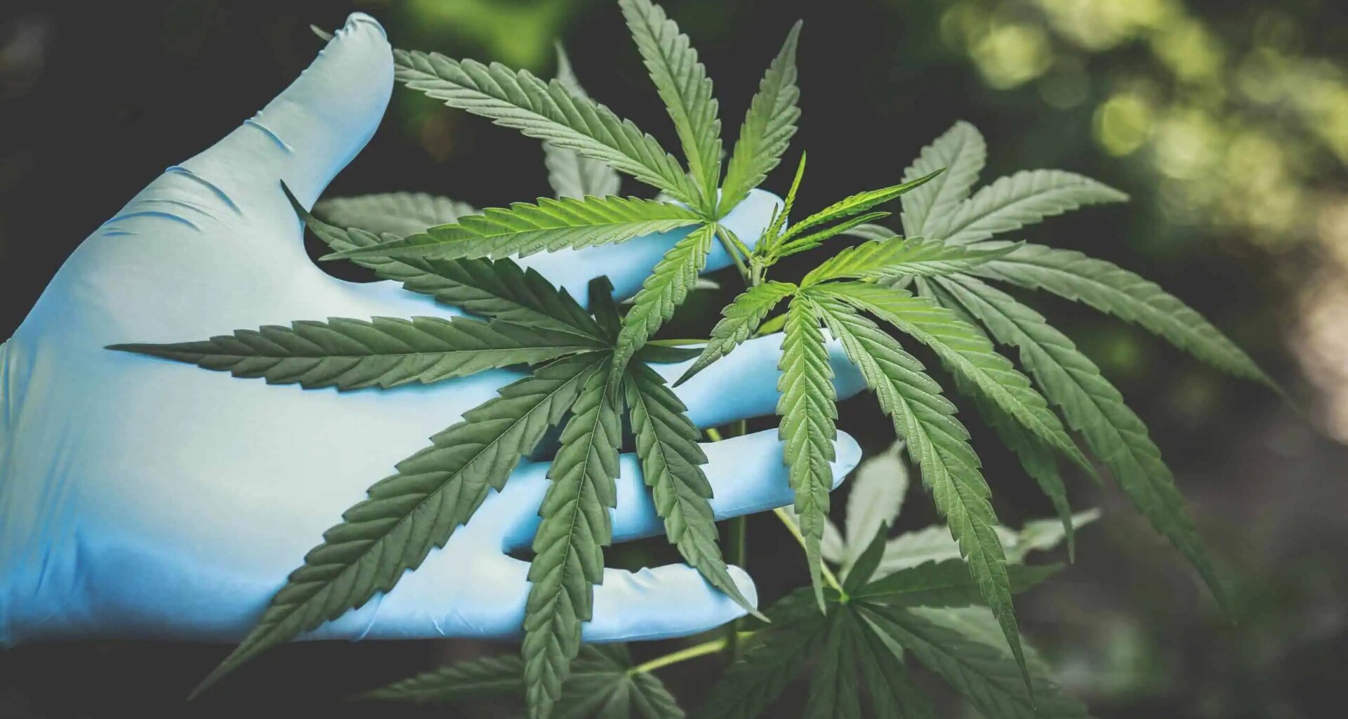 Kids fall ill from cannabis on ‘unregulated’ website, Brampton suspect charged: police
