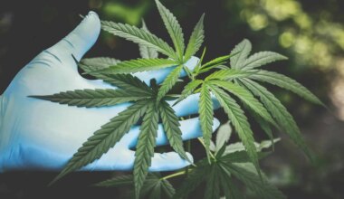 Kids fall ill from cannabis on ‘unregulated’ website, Brampton suspect charged: police