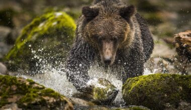 B.C., First Nations, Ottawa sign agreement to create ‘Realm of the Salmon’ coastal reserve