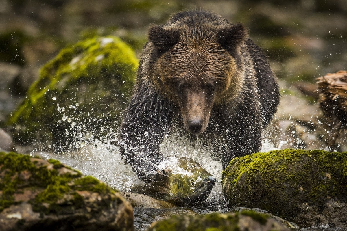 B.C., First Nations, Ottawa sign agreement to create ‘Realm of the Salmon’ coastal reserve
