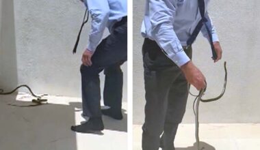 RFK Jr. snatches snakes in viral video, the latest of his many animal encounters - CTV News