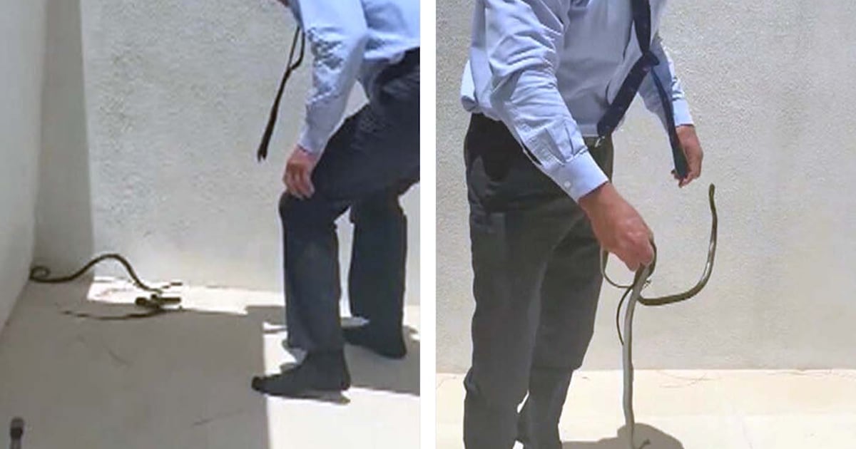 RFK Jr. snatches snakes in viral video, the latest of his many animal encounters - CTV News