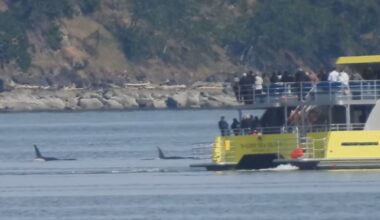 Whale watching incident being assessed by DFO
