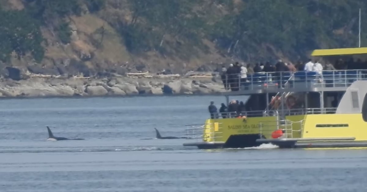 Whale watching incident being assessed by DFO