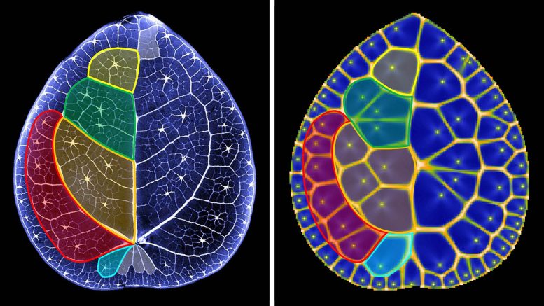 Voronoi Diagram