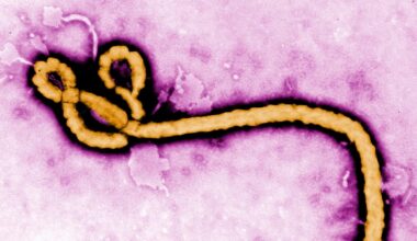 Ebola virus in Ontario: Person back from East Africa being tested