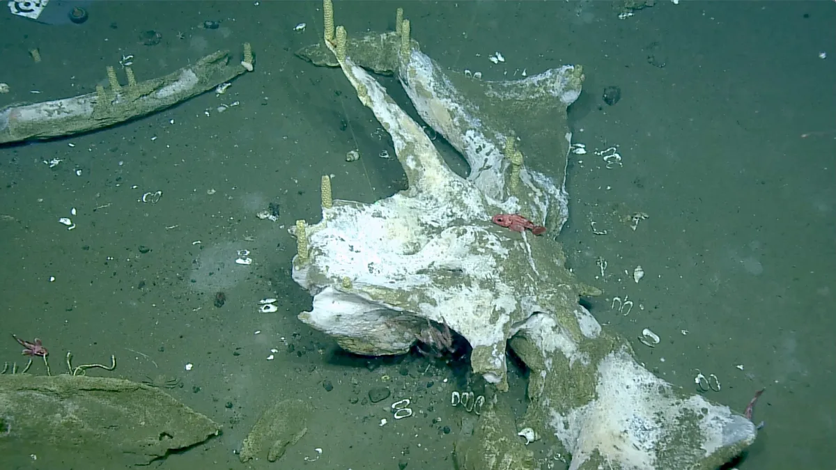 Whale skull, captured in 2024