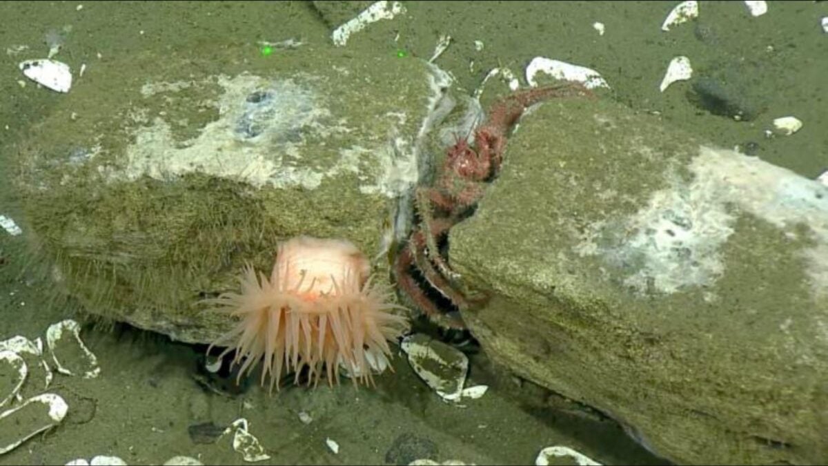 Watch Deep-Sea Creatures Feed on a Whale That's Been Dead for Over 20 Years