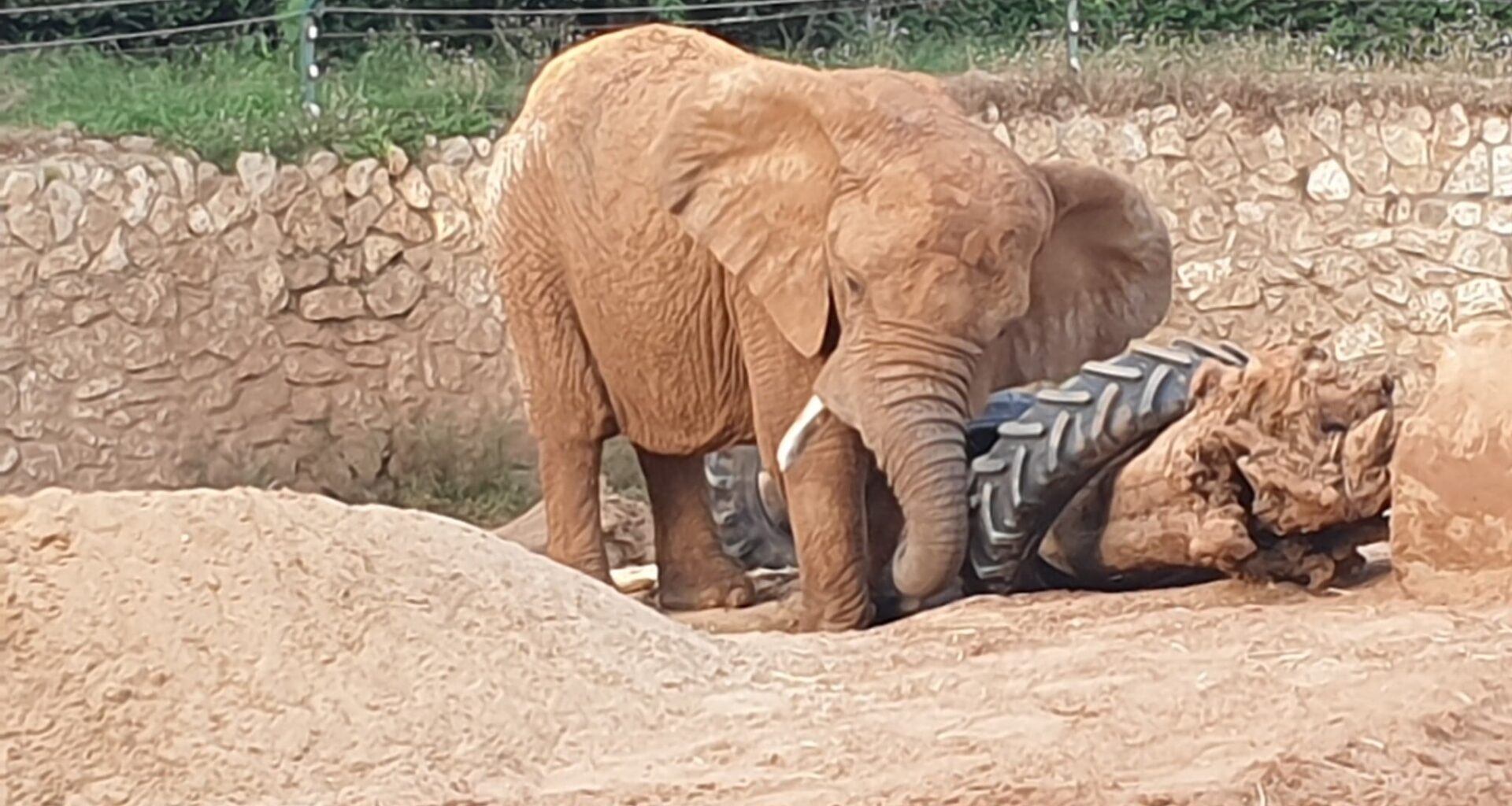 Ramat Gan Safari bids farewell to Bahati, iconic 65-year-old elephant