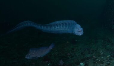 Wolf eel