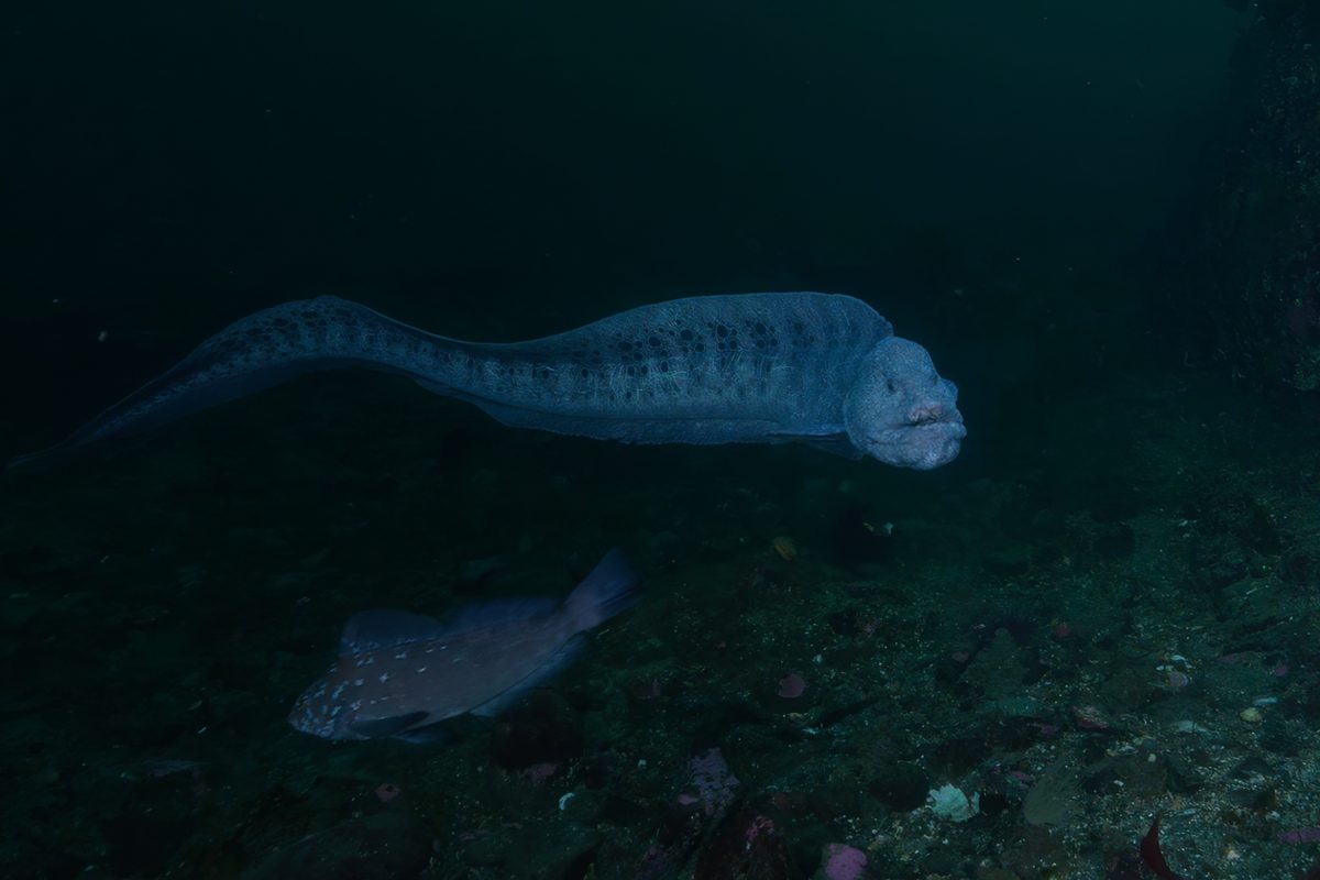 Wolf eel