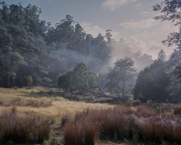 A misty eucalyptus forest borders a field of golden native grasses in Tasmania, with a fallen tree resting in the middle distance and soft morning light filtering through low cloud.