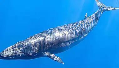 whale