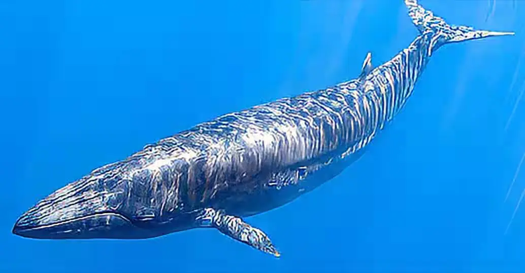 whale