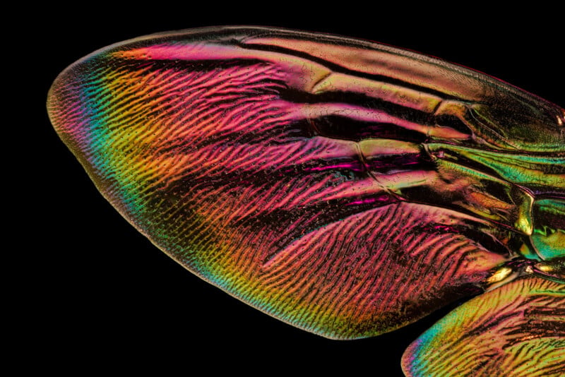A close-up of an iridescent insect wing displays vibrant colors including red, orange, yellow, green, and purple, with intricate textures and patterns against a black background.