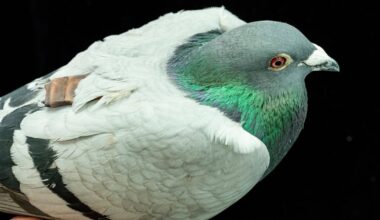 Science news: Pigeons may use liver to navigate study says