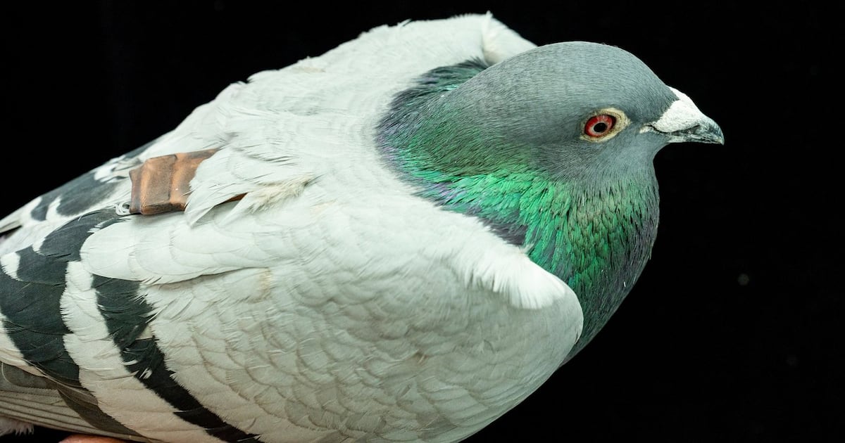 Science news: Pigeons may use liver to navigate study says