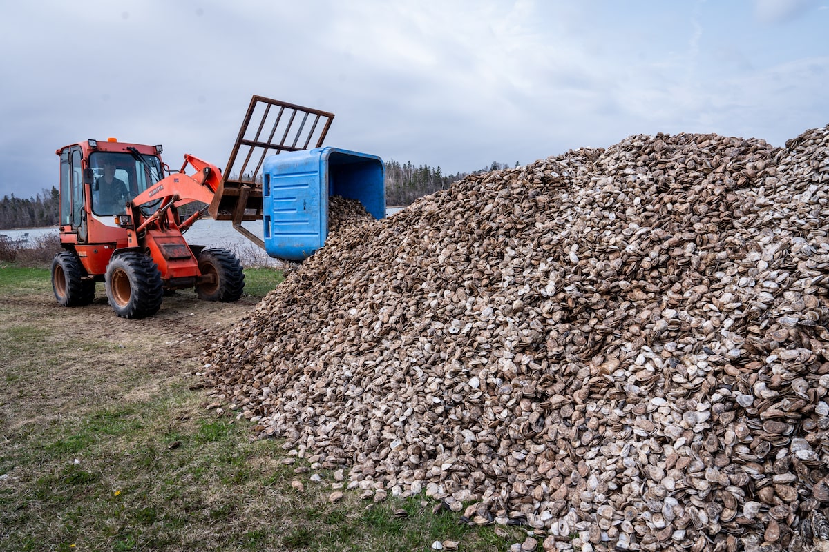 PEI fisheries brace for hardship as two diseases devastate the province’s oyster industry