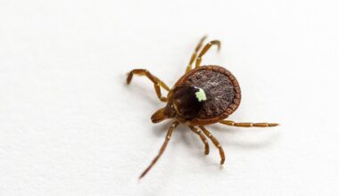 A ‘wave’ of ticks is headed for Ontario. Here’s what 1 scientist says you can do to protect yourself and your pets this summer. - CTV News