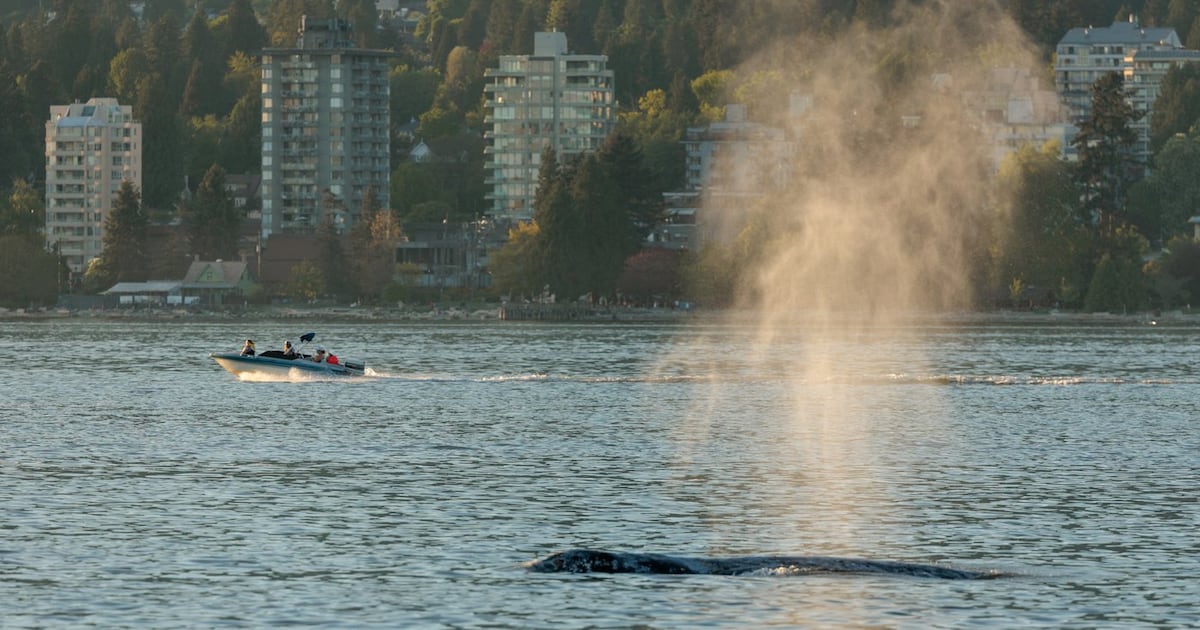 Ottawa proposes $164M in B.C. whale protection funding