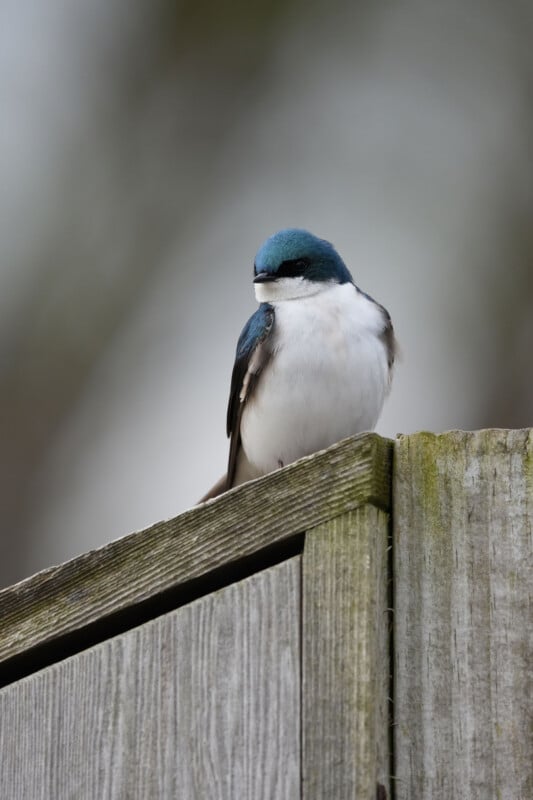 A small bird with blue and white feathers perches on the corner of a weathered wooden fence, with a blurred background of gray and green tones.