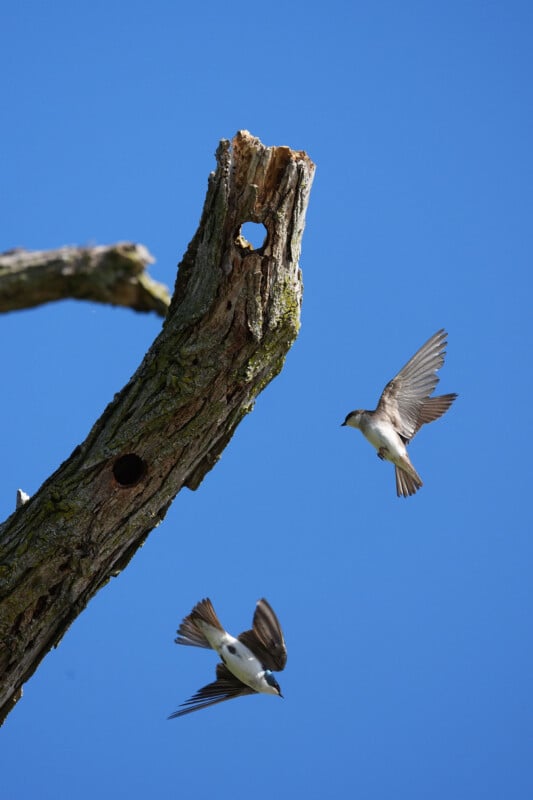 Two small birds fly near a tall, weathered tree branch with holes against a clear blue sky. One bird is closer to the branch, while the other is slightly below and farther away.