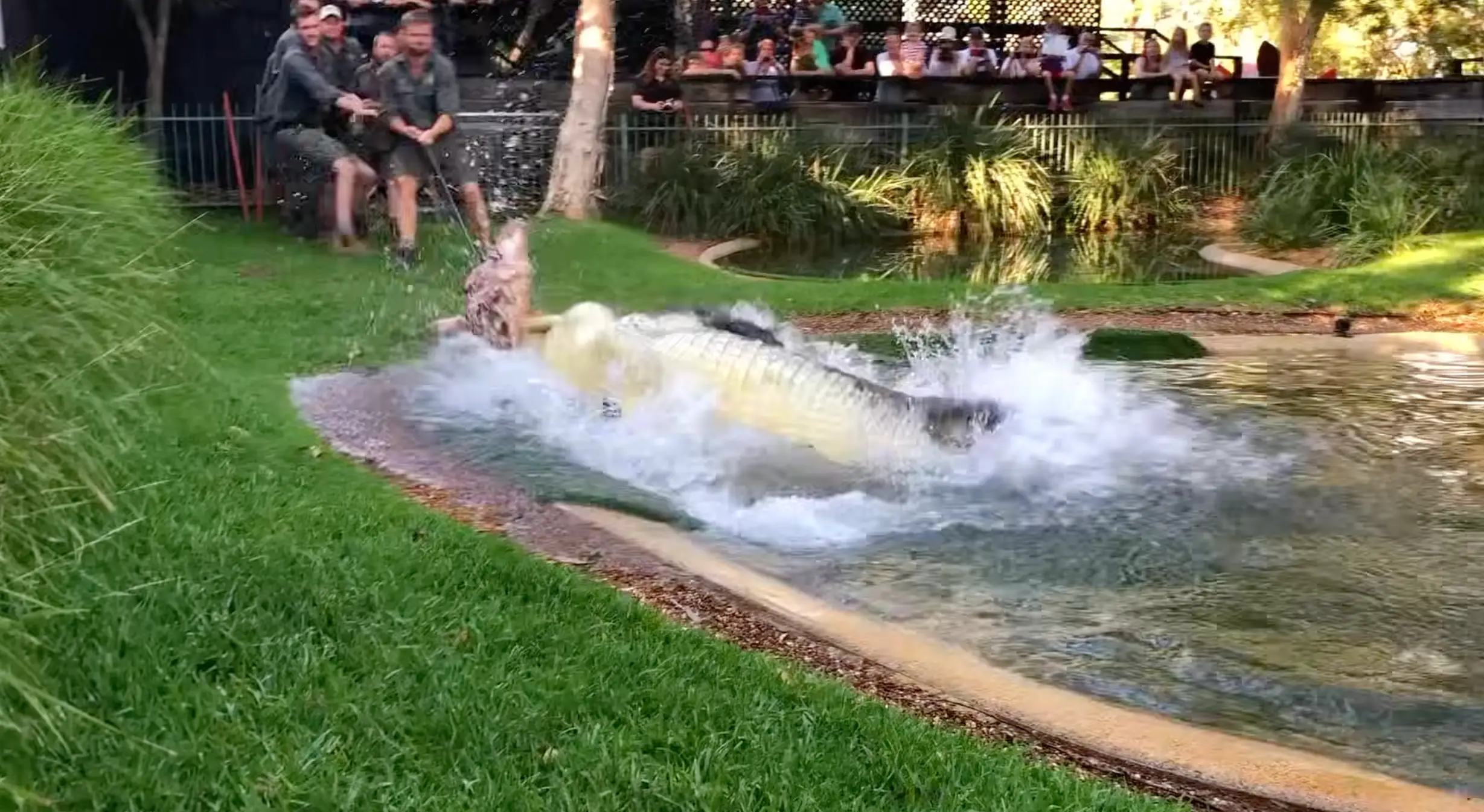 A crocodile mid-death roll (Australian Reptile Park)
