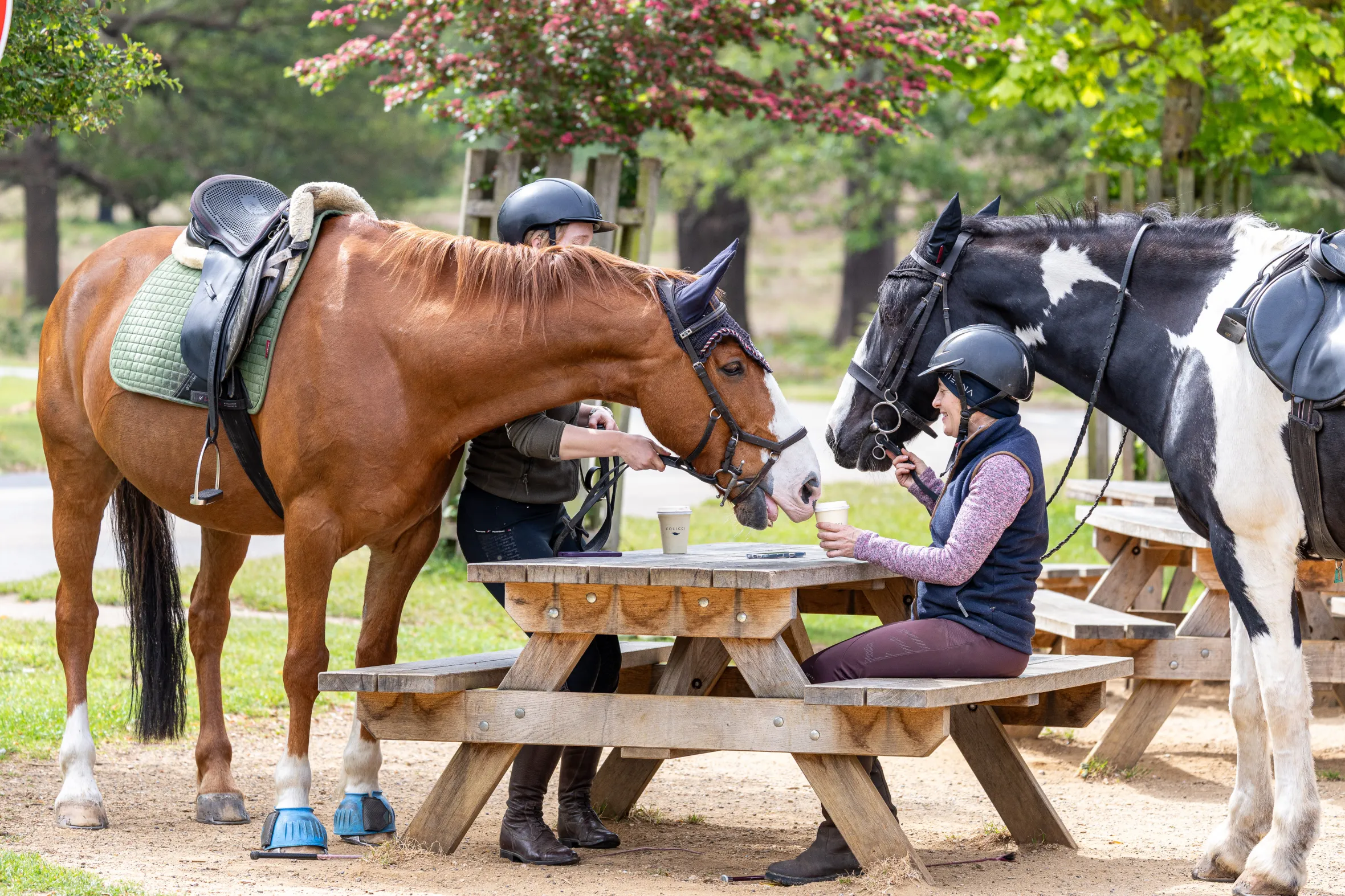 Two riders, one seated at a picnic table and one standing, share coffee with their horses in Richmond Park.