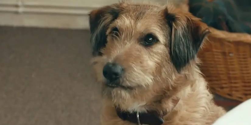 Absolutely Anything - 2015