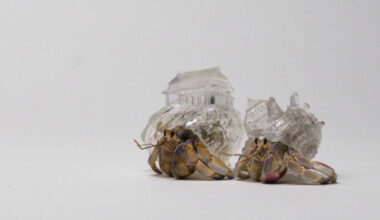 how aki inomata turns shells and insects into living collaborators for soft world-making