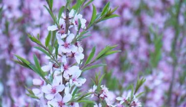 Late spring start, dry conditions to blame for intense Edmonton allergy season - Edmonton