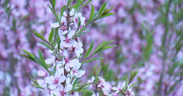 Late spring start, dry conditions to blame for intense Edmonton allergy season - Edmonton