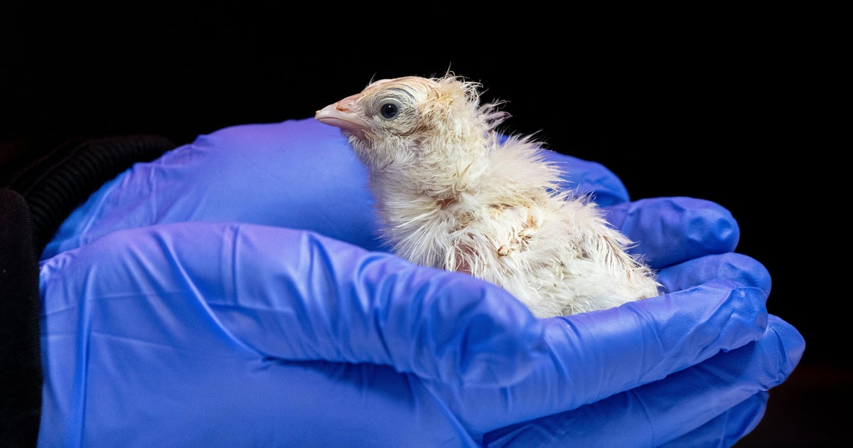 De-extinction Artificial Eggs